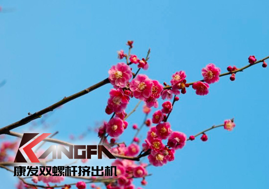 春光明媚,綠意盎然!康發(fā)雙螺桿擠出機(jī)組集中發(fā)貨